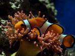 Aquarium Pula