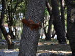 Katoro - Squirrel Park - Park Veveric