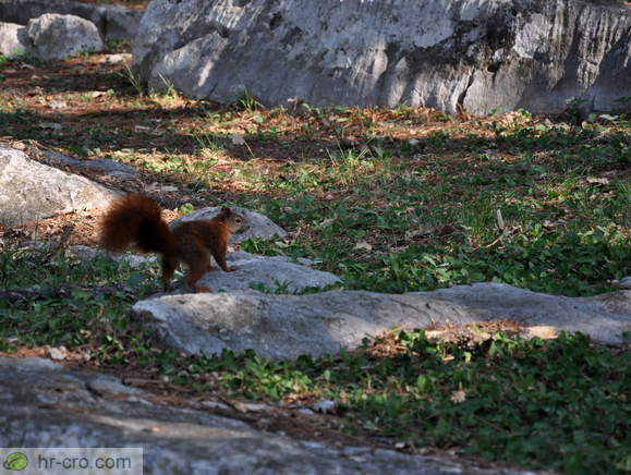 Katoro - Eichhörnchen Park