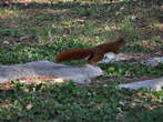 Squirrel Park - Squirrel is jumping 