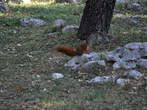 Squirrel Park - Squirrel in the Squirrel Park near Umag 