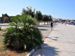 Riva-Šetalište Vladimira Gortona - Umag - Riva 