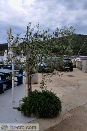 Insel Cres - Valun