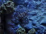 Akvarij - Riba lev (Pterois) med koralami 