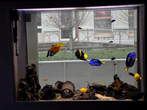 Akvarij - Tropske ribe ob oknu Akvarija 