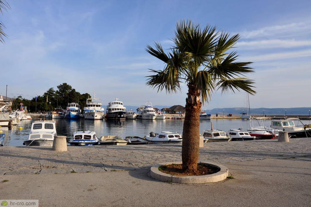 Palm tree beside the harbour basin