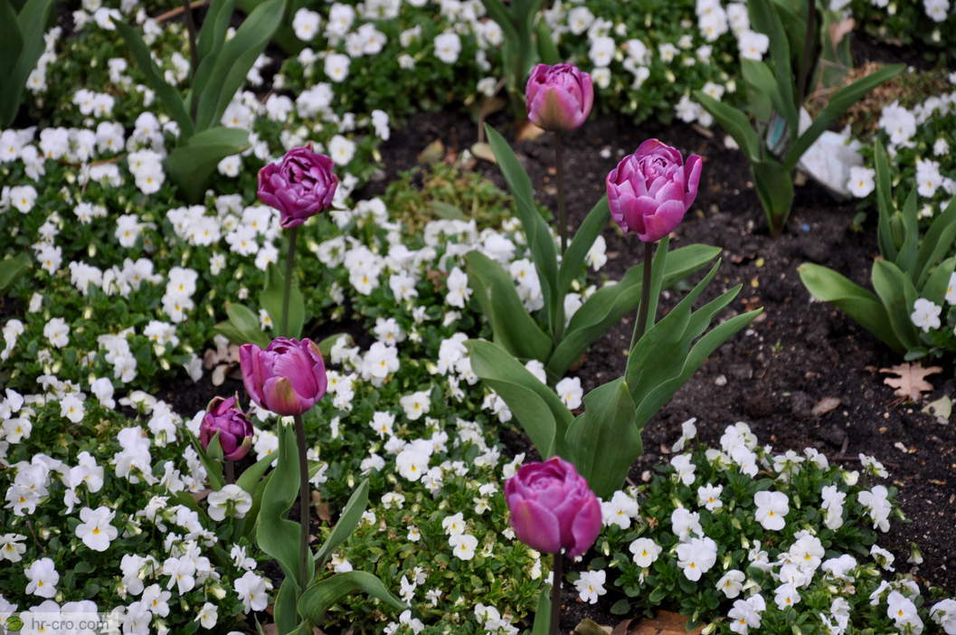 Pink tulips among white flowers - Photo: 10103200-6 Pink tulips among white flowers
