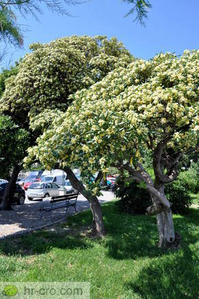 Park pri cerkvi sv. Trojice - Drevje