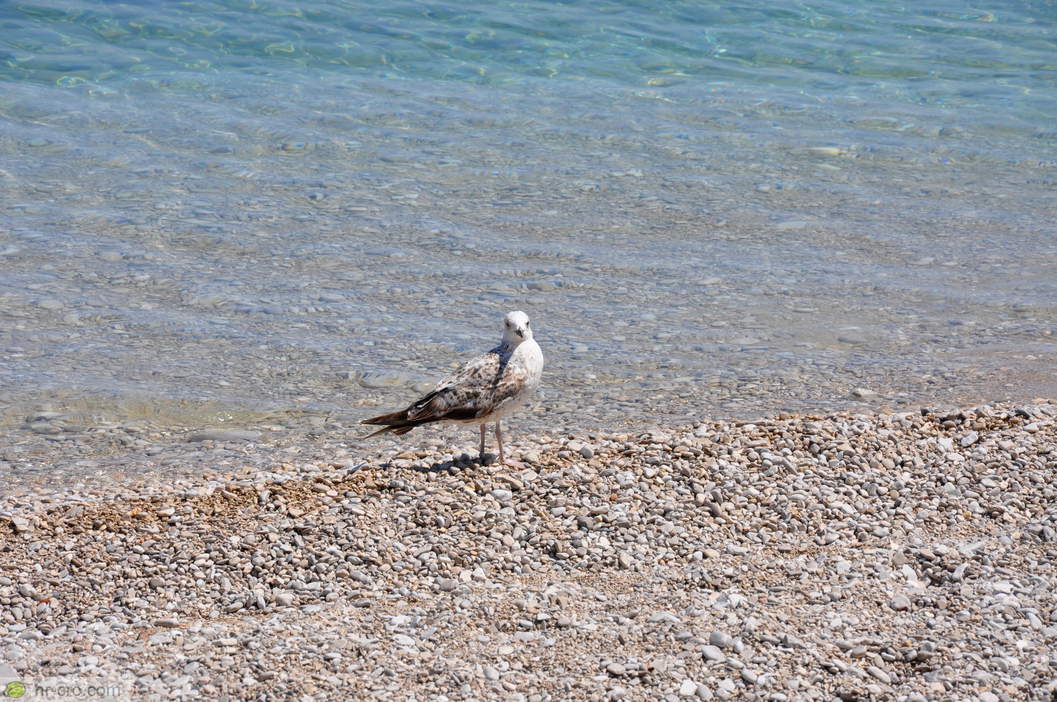 Medveja - Strand Hemingway