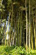 Park Angiolina - Bambus 