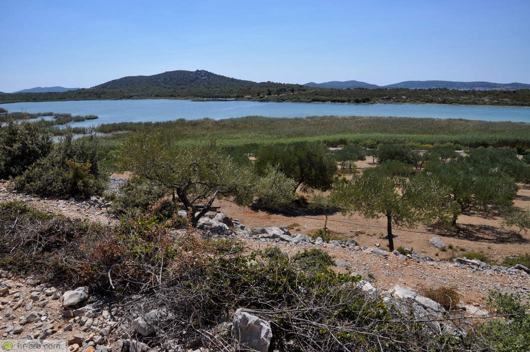 Olive grove and lake below Babin Škoj