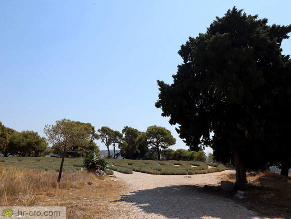 Rogoznica - Lavendellabyrinth