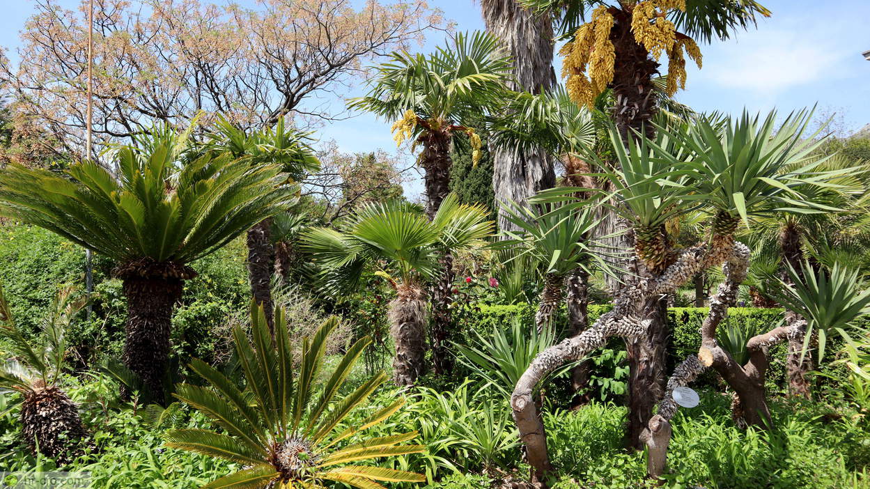 Lush Mediterranean plants beside the summer villa