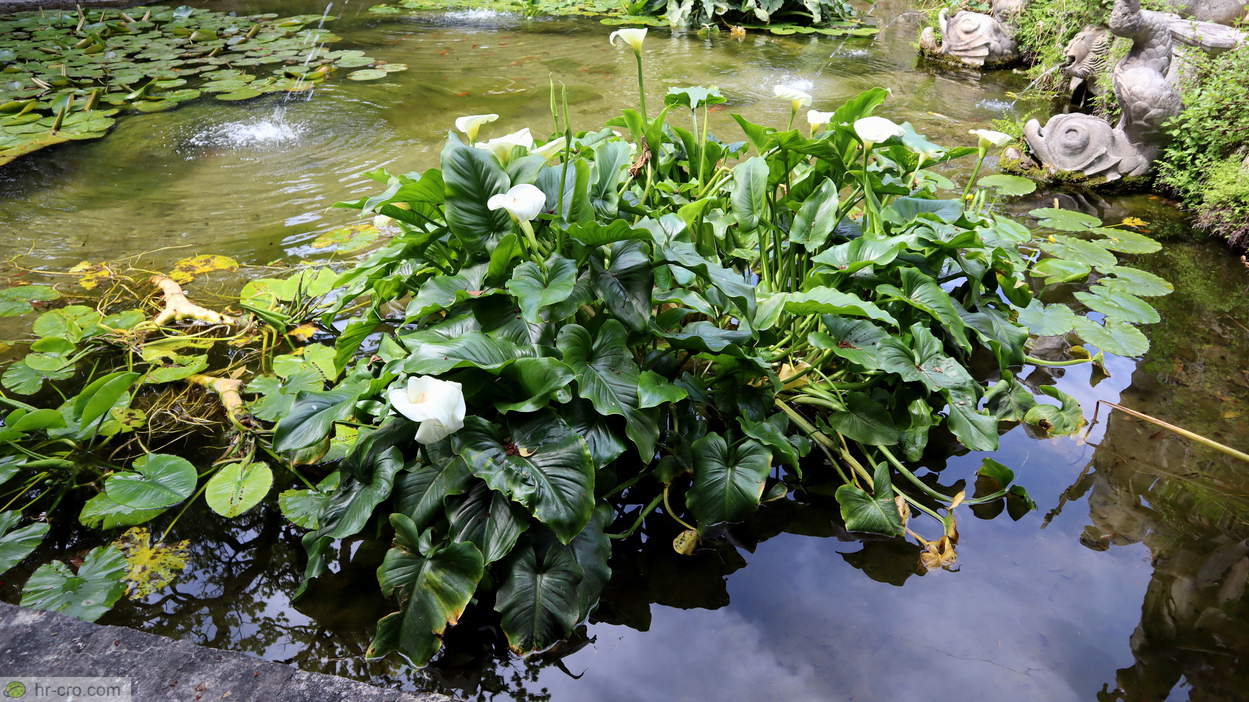 Water lilies in the garden pond