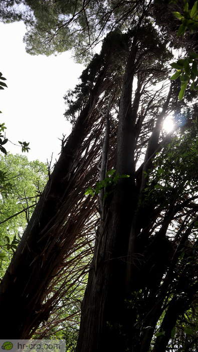 Tall old tree rising above a garden path