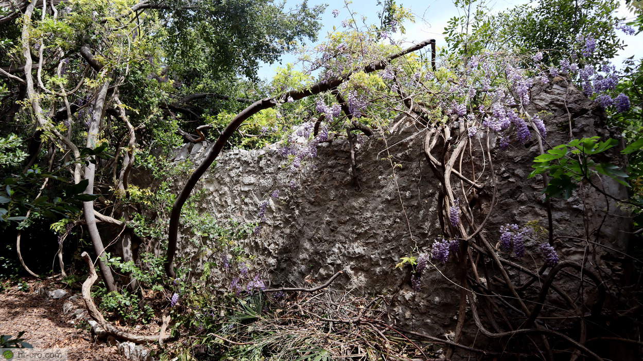 Remains of the water channel in dense vegetation