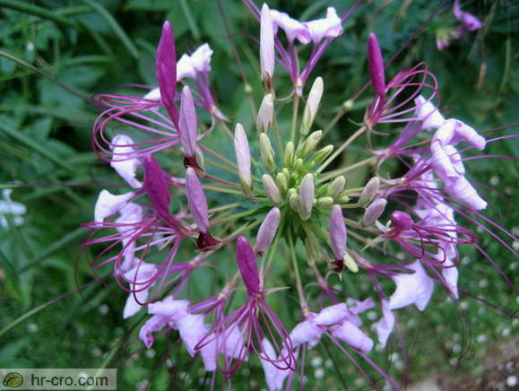 Zagreb - Botanische Garten