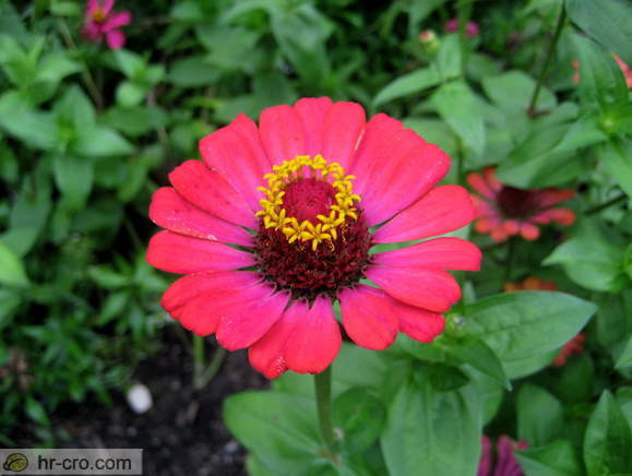 Zagreb - Botanische Garten
