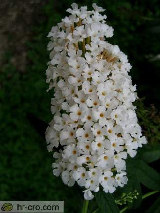 Zagreb - Botanische Garten