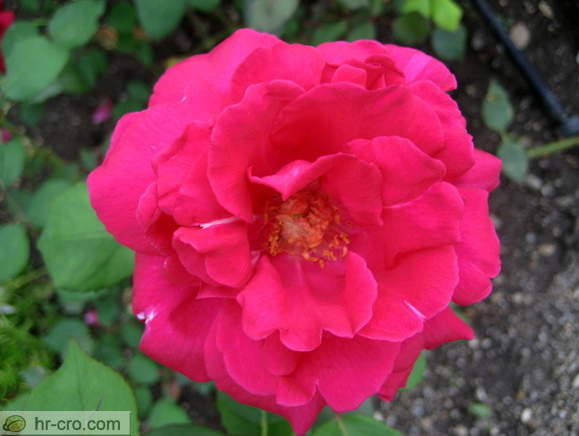 Zagreb - Botanische Garten