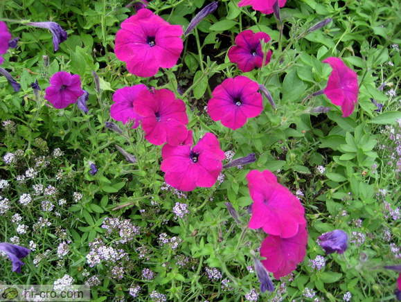 Zagreb - Botanische Garten