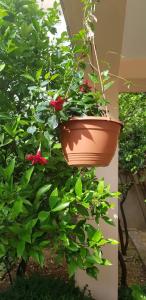 Apartman Nikolić 2