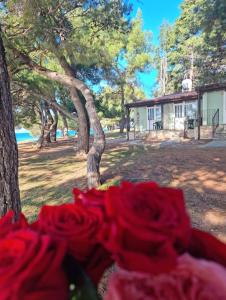 Family Bungalow Pineta